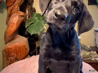 Labrador Retriever dogs Girl 3 - Ad 22