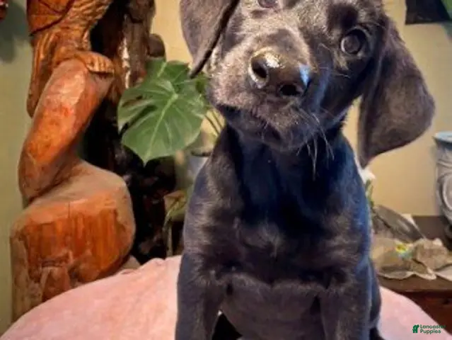 Labrador Retriever dogs for sale: Girl 3 - Ad 13