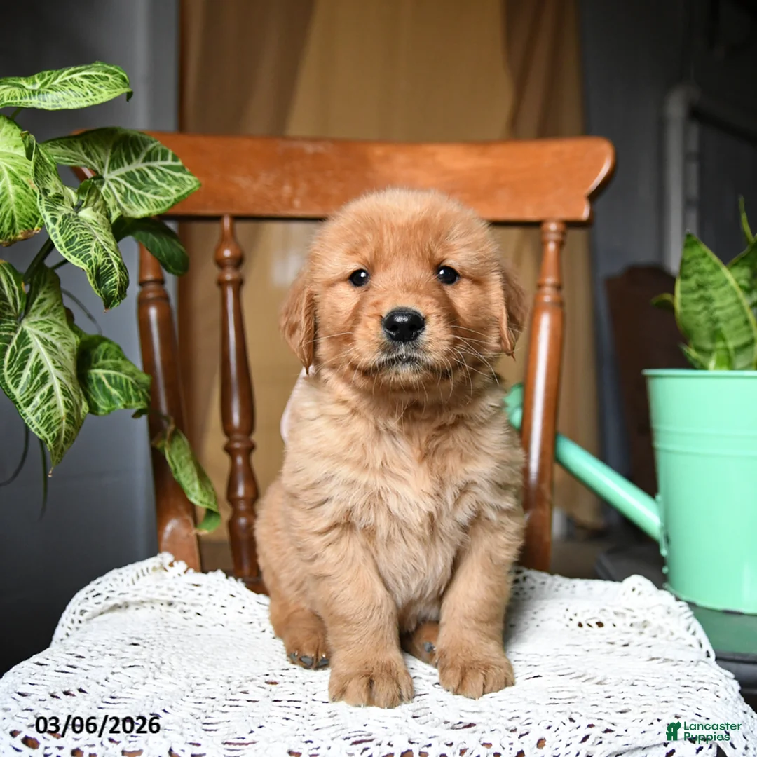 Golden Retriever dogs for sale: Cinnamon - Ad 1