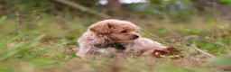 Maltipoo dogs for sale: Nash - Ad 4