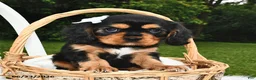 Beaglier dogs for sale: Candy - Ad 3