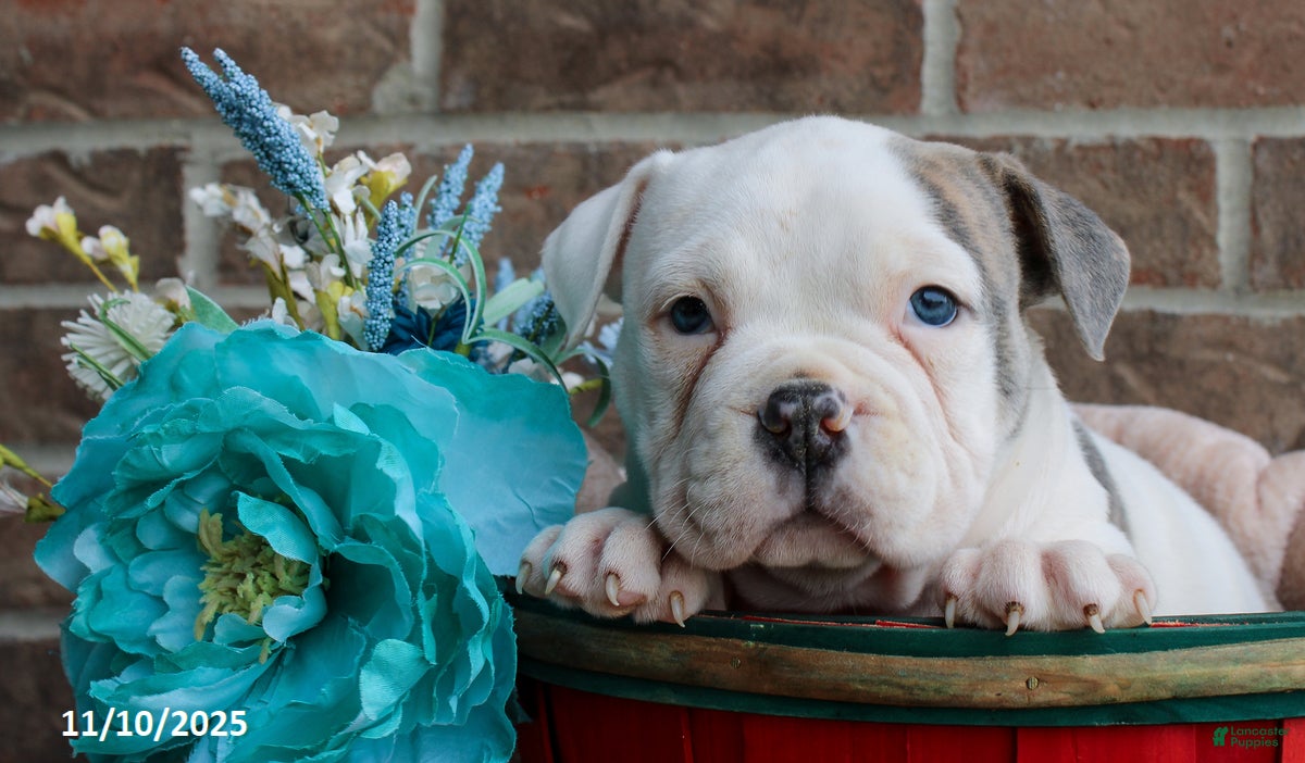 American Bully dogs Denver - Ad 3