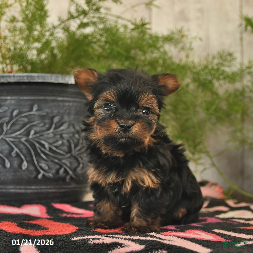 Yorkshire Terrier dogs for sale: Sprinkle  - Ad 3