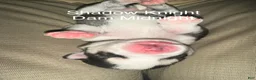Siberian Husky dogs for sale: Shadow Night - Ad 4