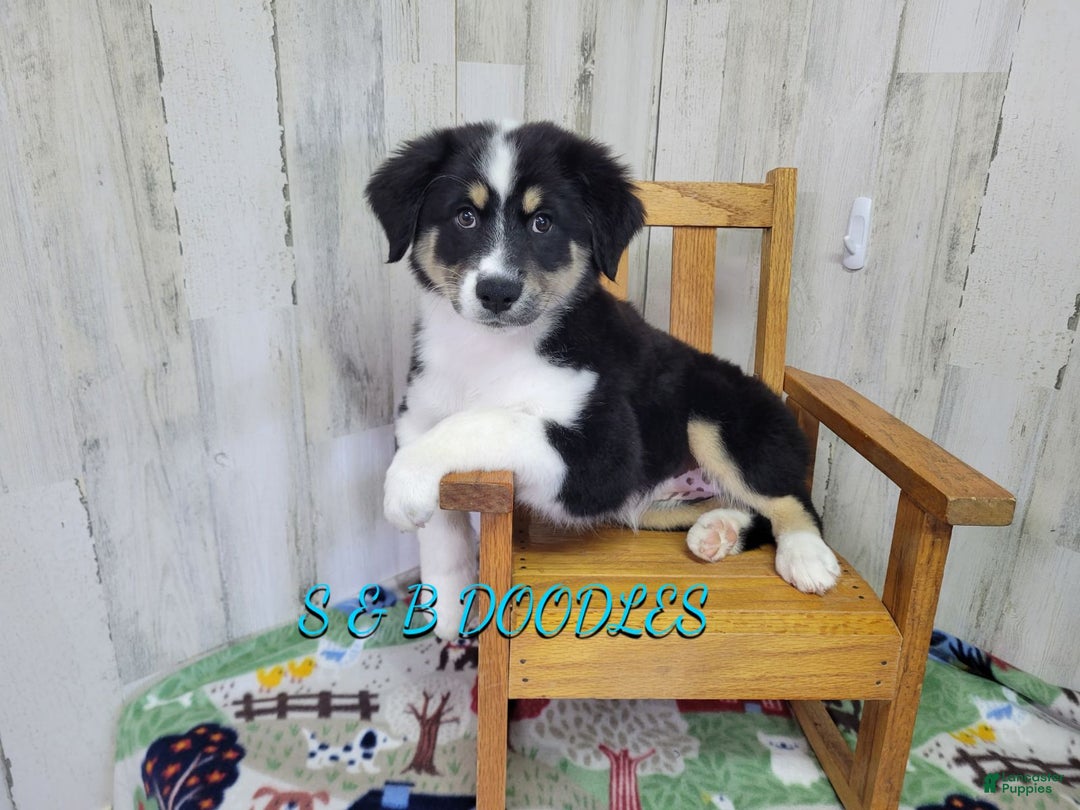 Miniature Australian Shepherd dogs for sale: WonderWoman - Ad 2