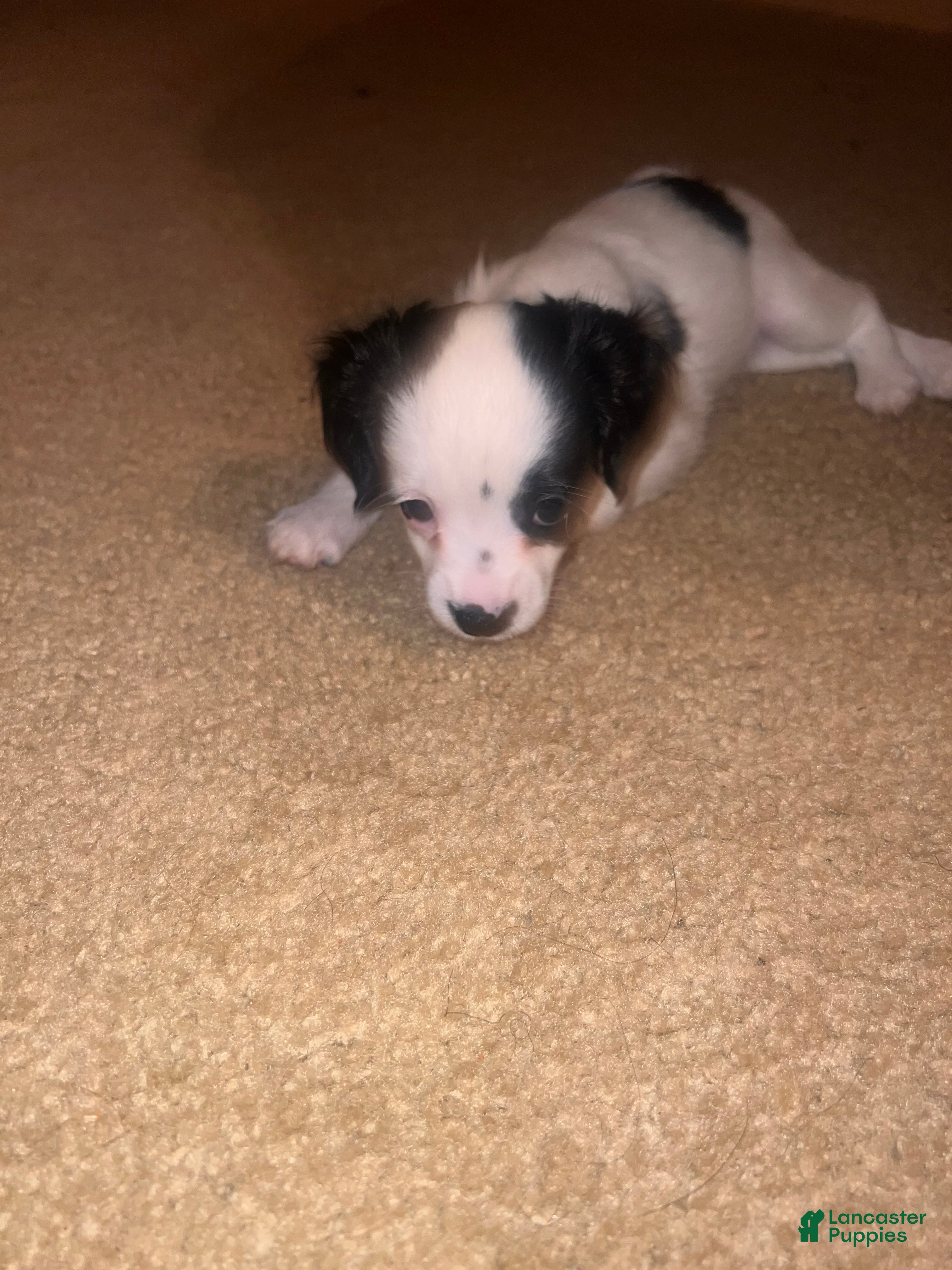 Chipoo dogs Bella - Ad 3