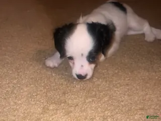 Chipoo dogs Bella - Ad 3