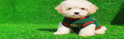 Maltipoo dogs for sale: GUCCI - Ad 1