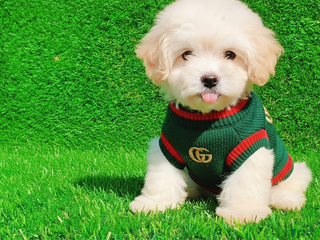 Maltipoo dogs for sale: GUCCI - Ad 1