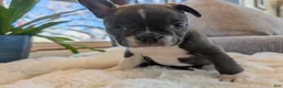 Frenchton dogs for sale: Clover - Ad 11