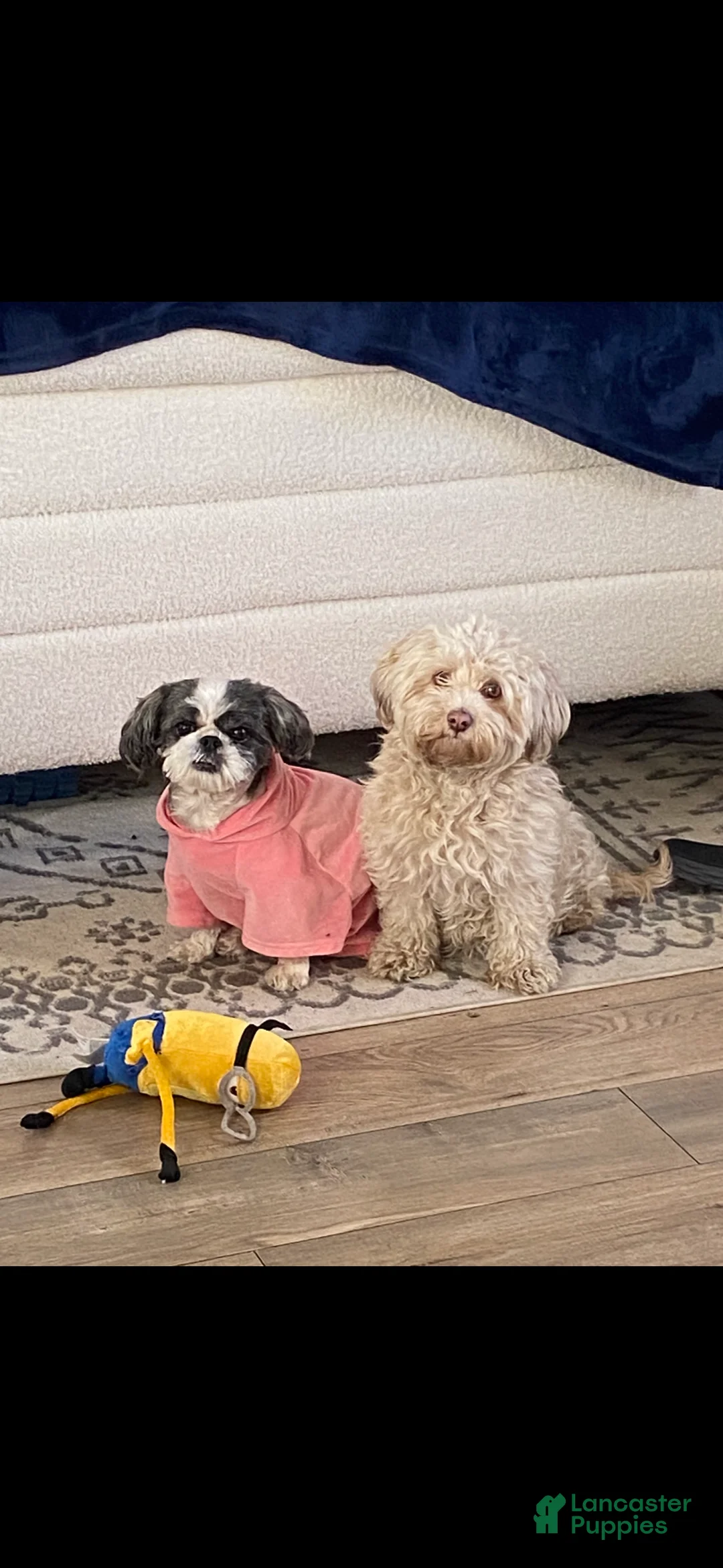 Shorkie dogs for sale: Shorkie 3 - Ad 2