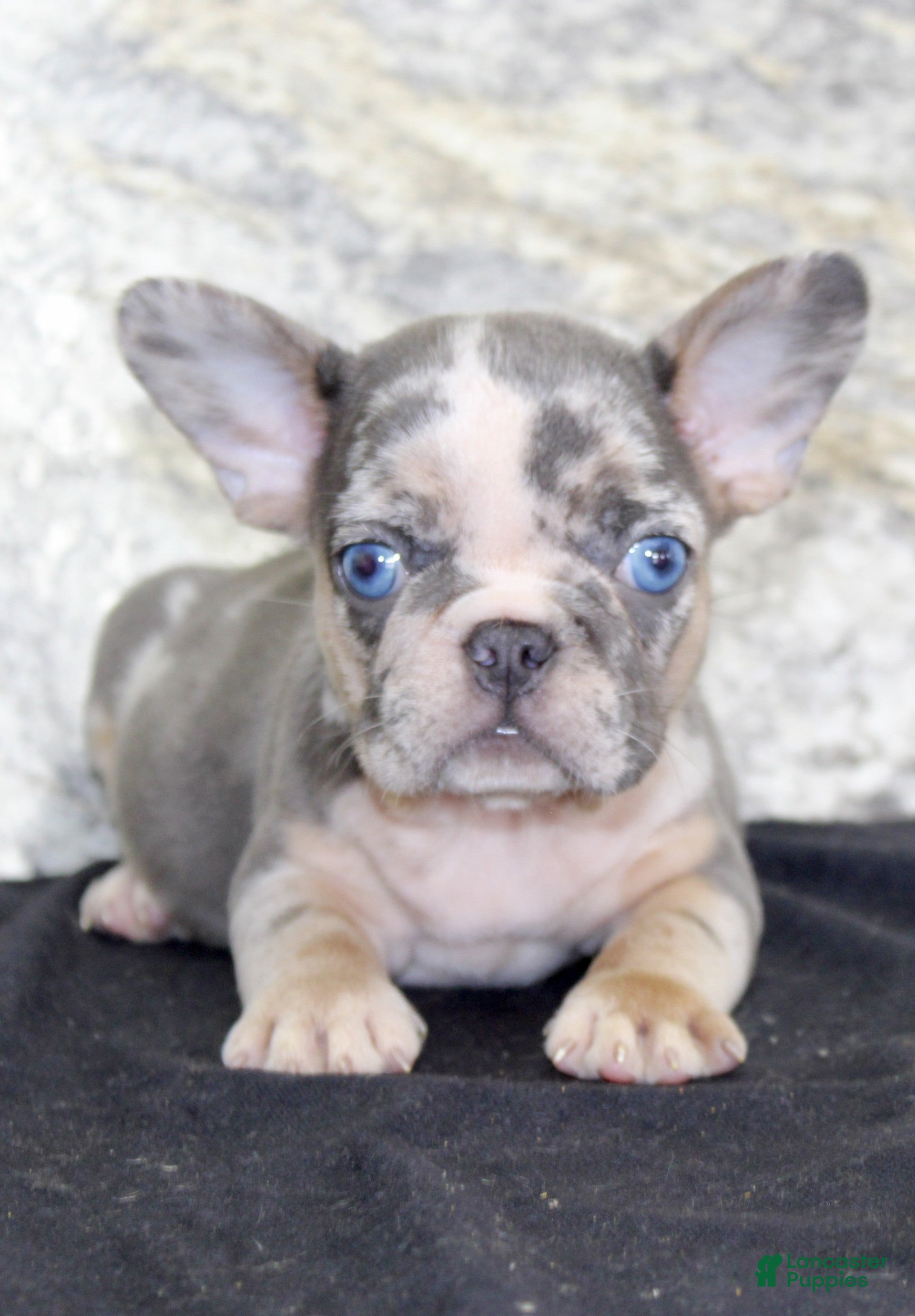 French Bulldog dogs Maggie - Ad 2