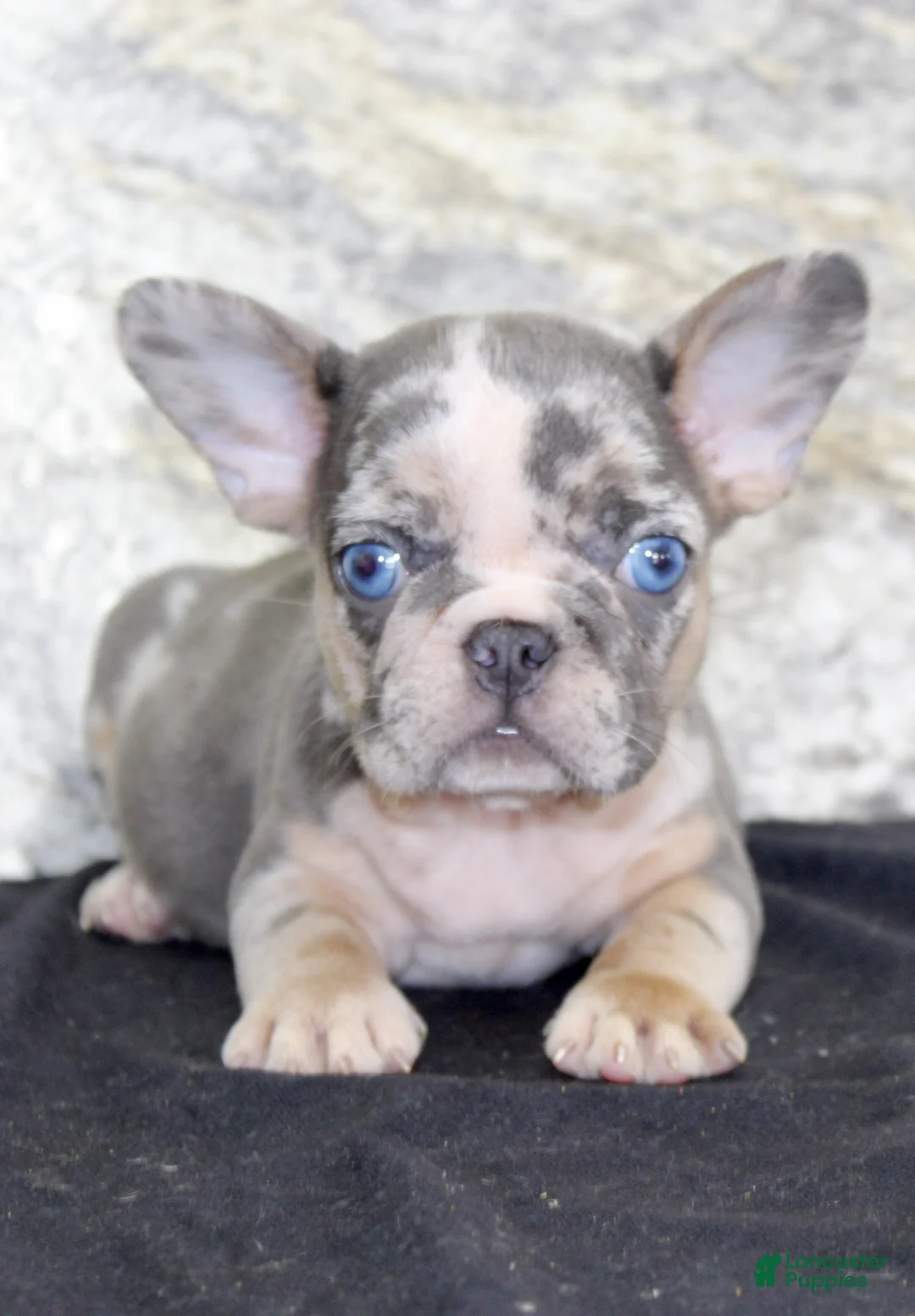 French Bulldog dogs for sale: Maggie - Ad 2