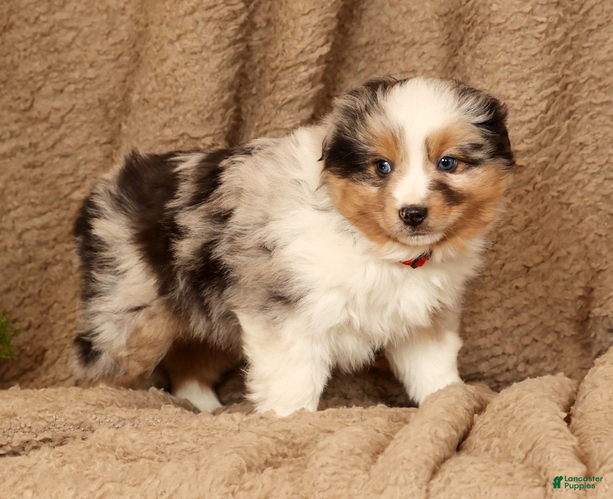 Miniature Australian Shepherd dogs Diego - Ad 2