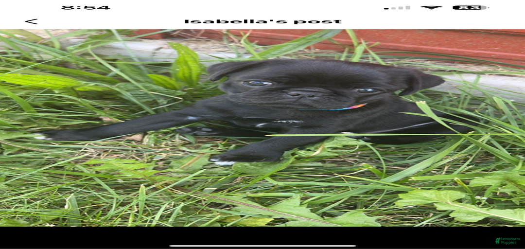 Gallery Image {{count}}