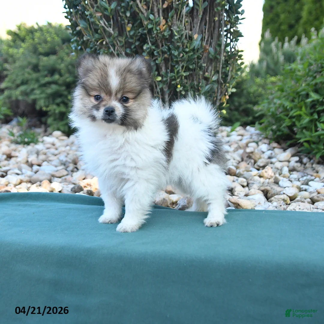 Pomeranian dogs for sale: Pam - Ad 1