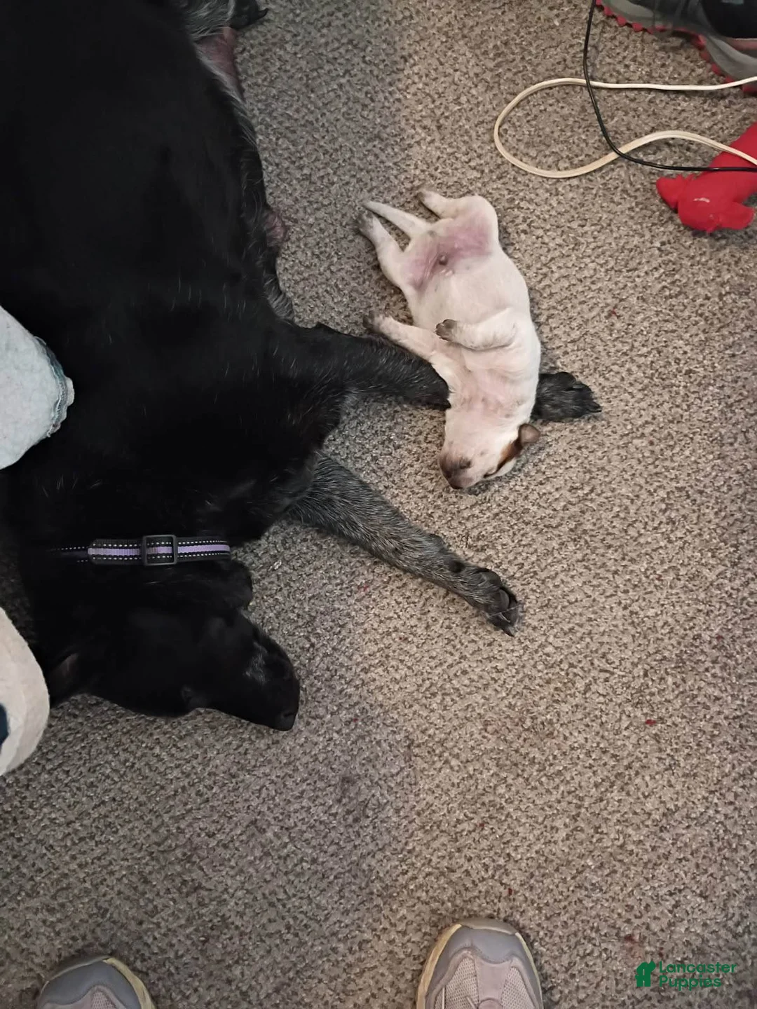 Australian Cattle Dog dogs for sale: Australian Cattle Dog 3 - Ad 2