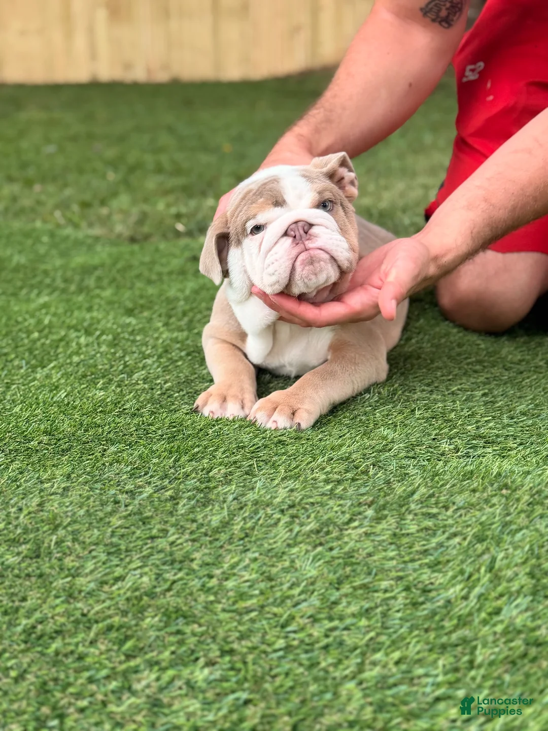 English Bulldog dogs for sale: English Bulldog 1 - Ad 1