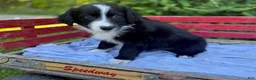 Australian Shepherd dogs for sale: Shiloh - Ad 3