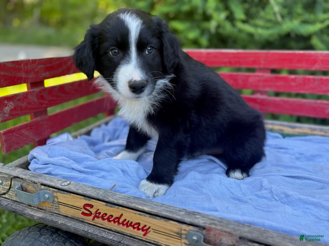 Australian Shepherd dogs for sale: Shiloh - Ad 3