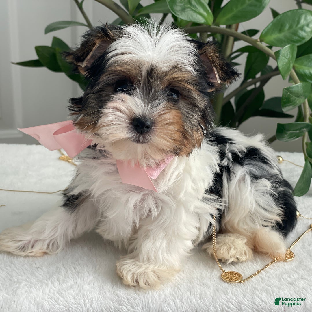 Biewer Terrier dogs for sale: Chai - Ad 3