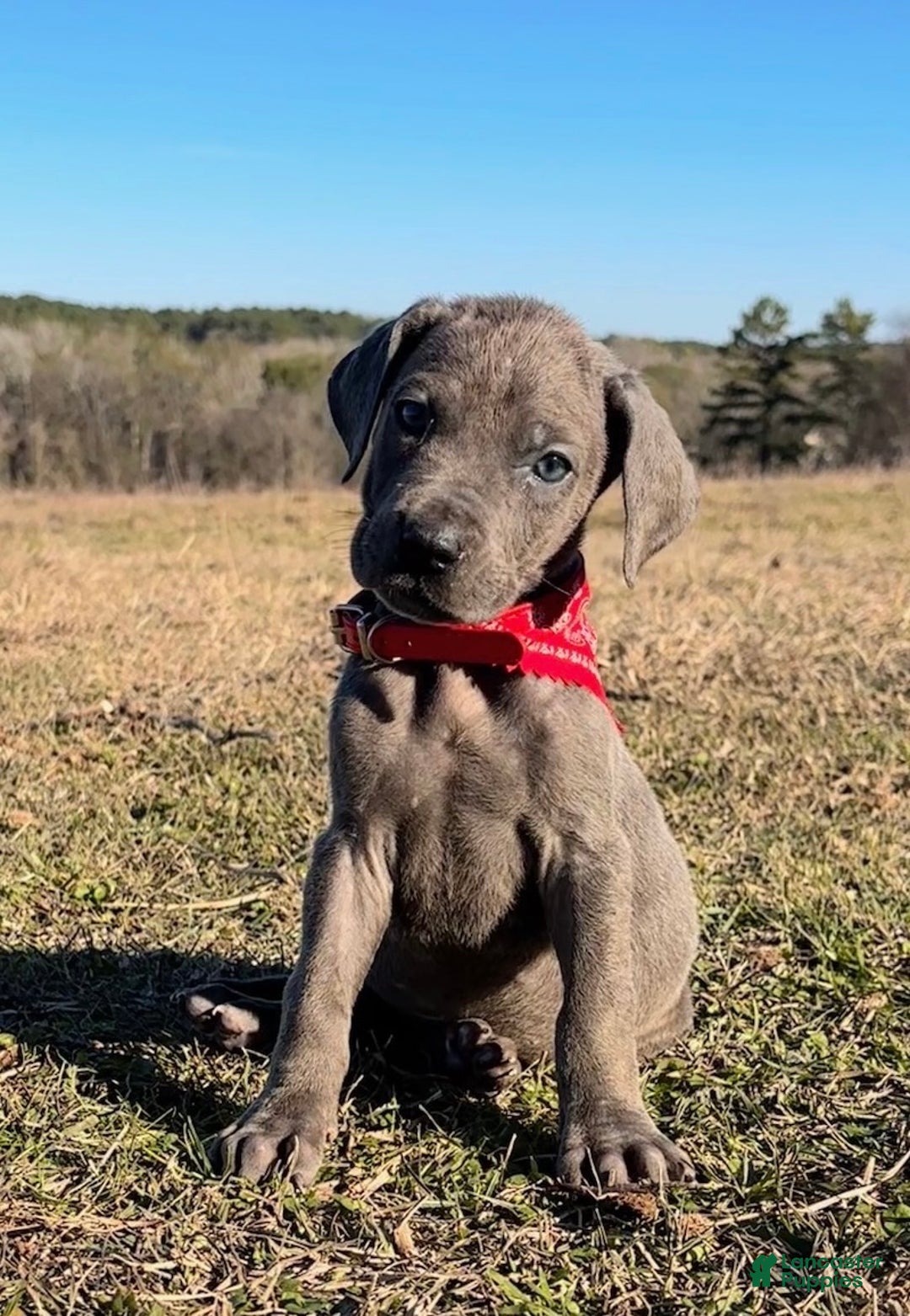 Great Dane dogs for sale: Solid Blue Female - Penny  - Ad 4