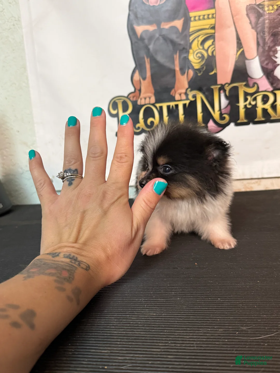 Pomeranian dogs for sale: Pomeranian Puppy 1 - Ad 2