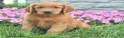 Mixed Breed dogs for sale: Lad  - Ad 2