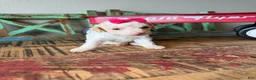 Miniature Poodle dogs for sale: Akc Clear 🧬 tested Chocolate Phantom Parti Girl  - Ad 9