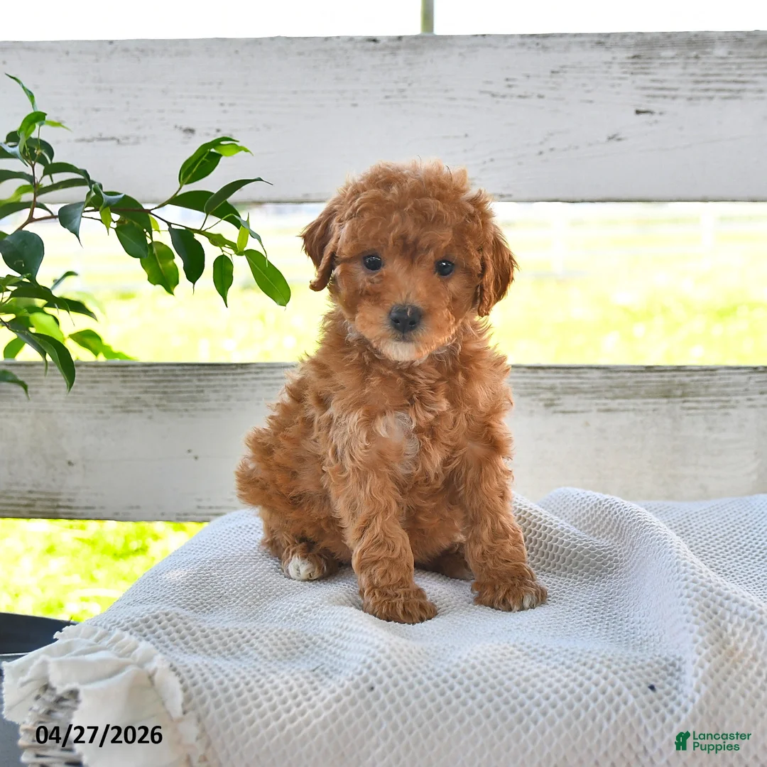 Miniature Poodle dogs for sale: Brianna - Ad 2