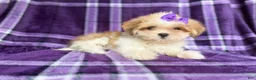 Lhasa Apso dogs for sale: Tessa - Ad 6