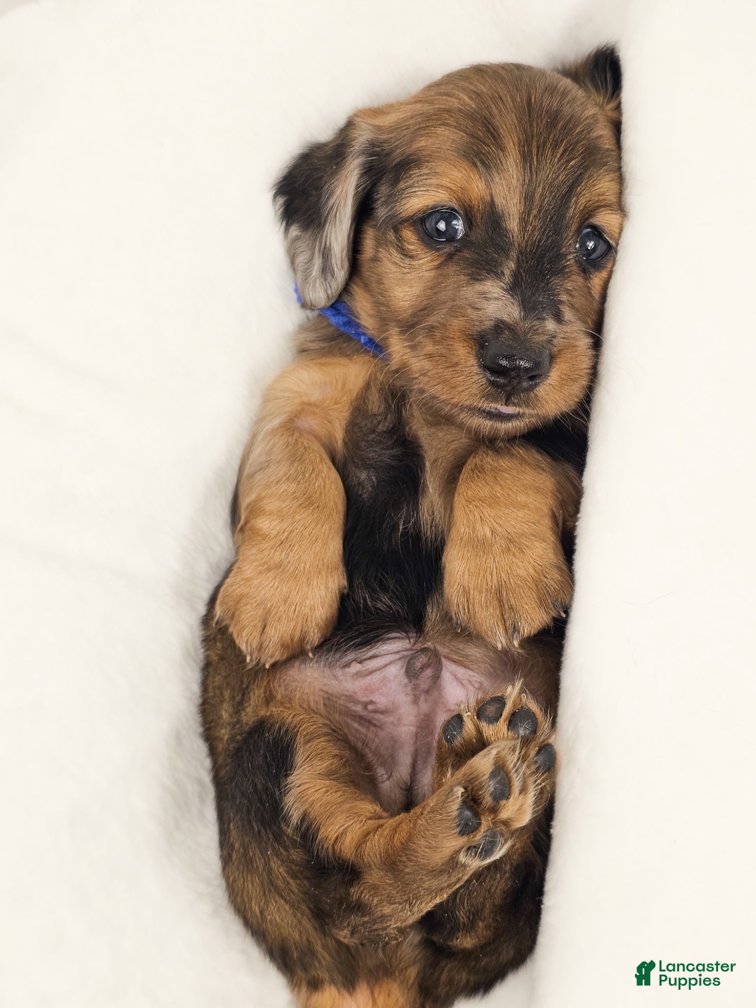 Miniature Dachshund dogs Bucket - Ad 21