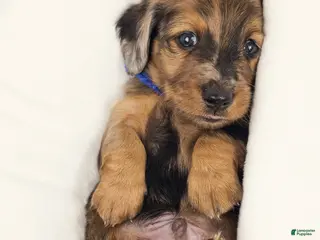 Miniature Dachshund dogs Bucket - Ad 21