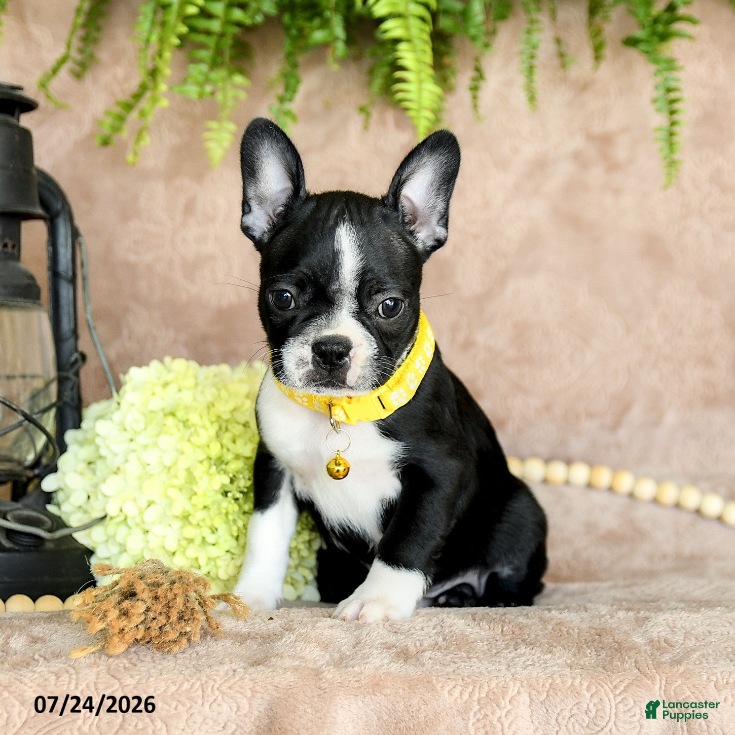 Boston Terrier dogs Dora - Ad 1