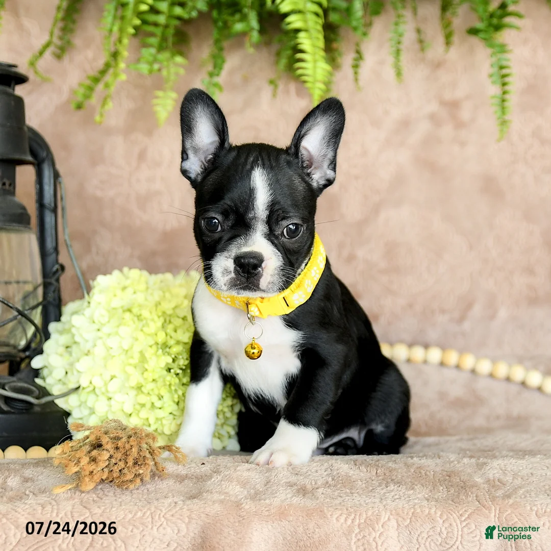 Boston Terrier dogs for sale: Dora - Ad 1