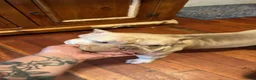 American Bully dogs for sale: American Bully 2 - Ad 3