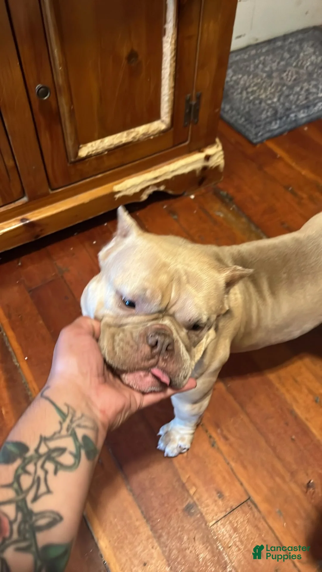 American Bully dogs for sale: American Bully 1 - Ad 2