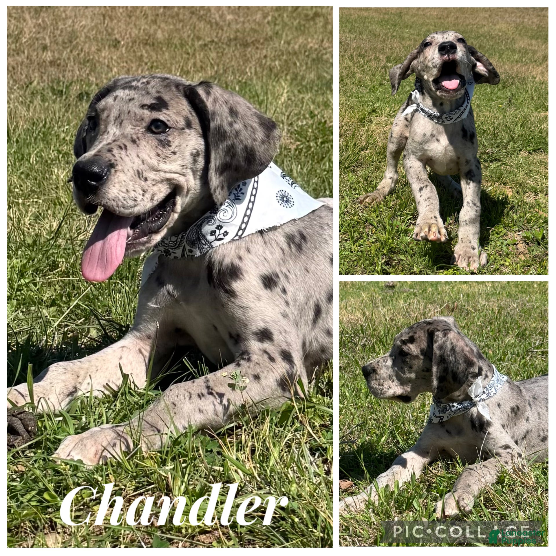 Great Dane dogs Euro Merle Chandler  - Ad 16
