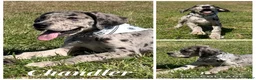 Great Dane dogs for sale: Euro Merle Chandler  - Ad 1