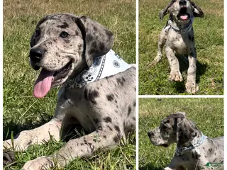 Great Dane dogs Euro Merle Chandler - Ad 16