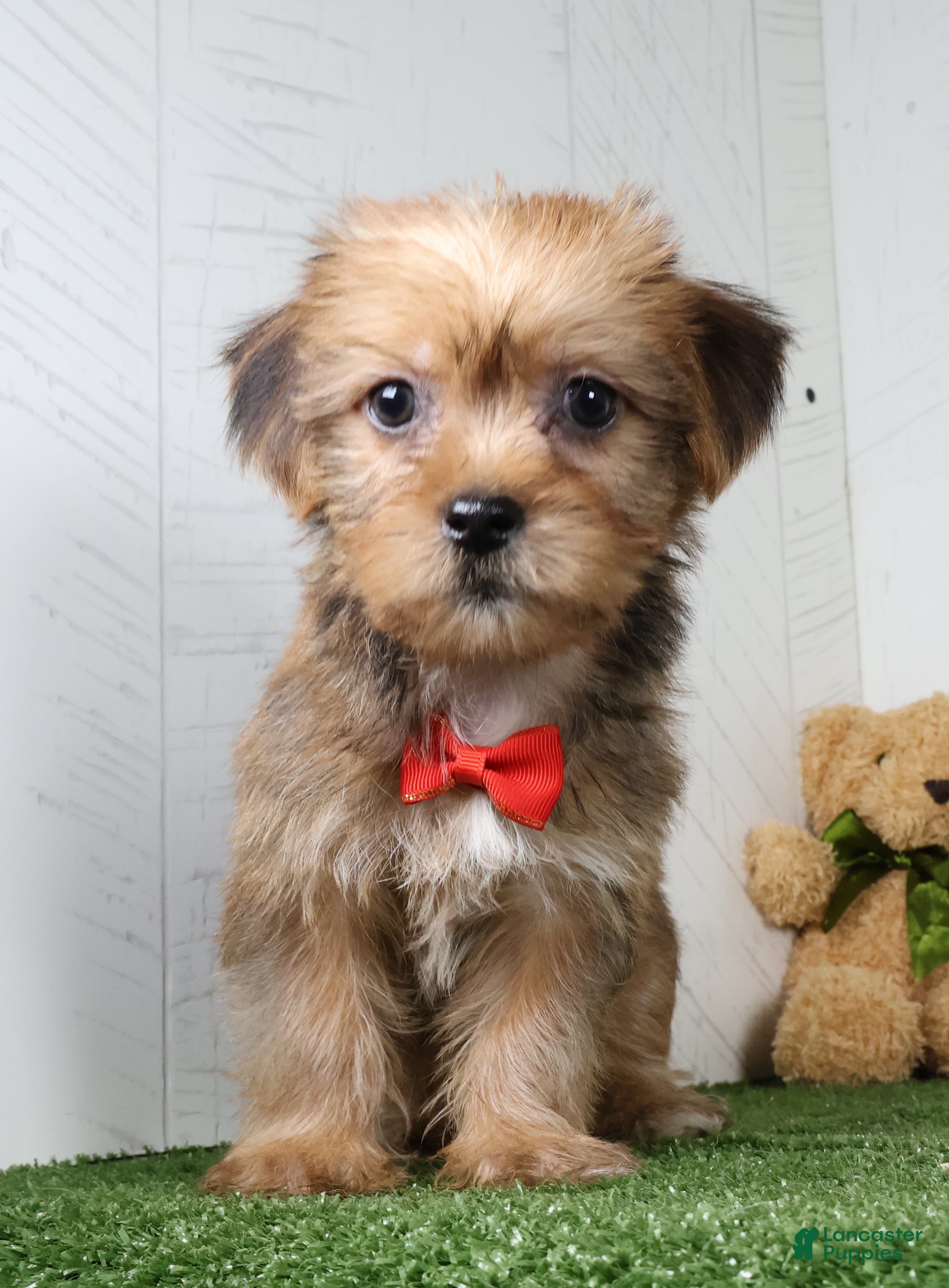 Shorkie dogs Drew - Ad 2
