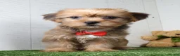 Shorkie dogs for sale: Drew - Ad 2