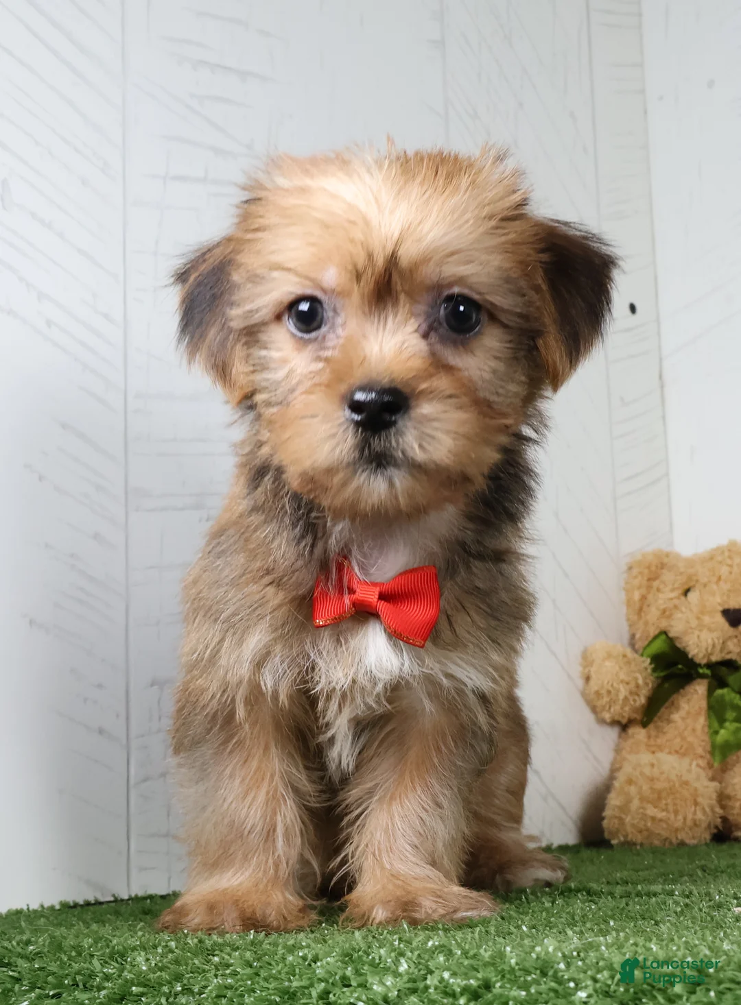 Shorkie dogs for sale: Drew - Ad 2