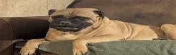 Bullmastiff dogs for sale: Bullmastiff Puppy 1 - Ad 5