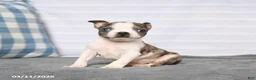 Boston Terrier dogs for sale: Rover - Ad 1