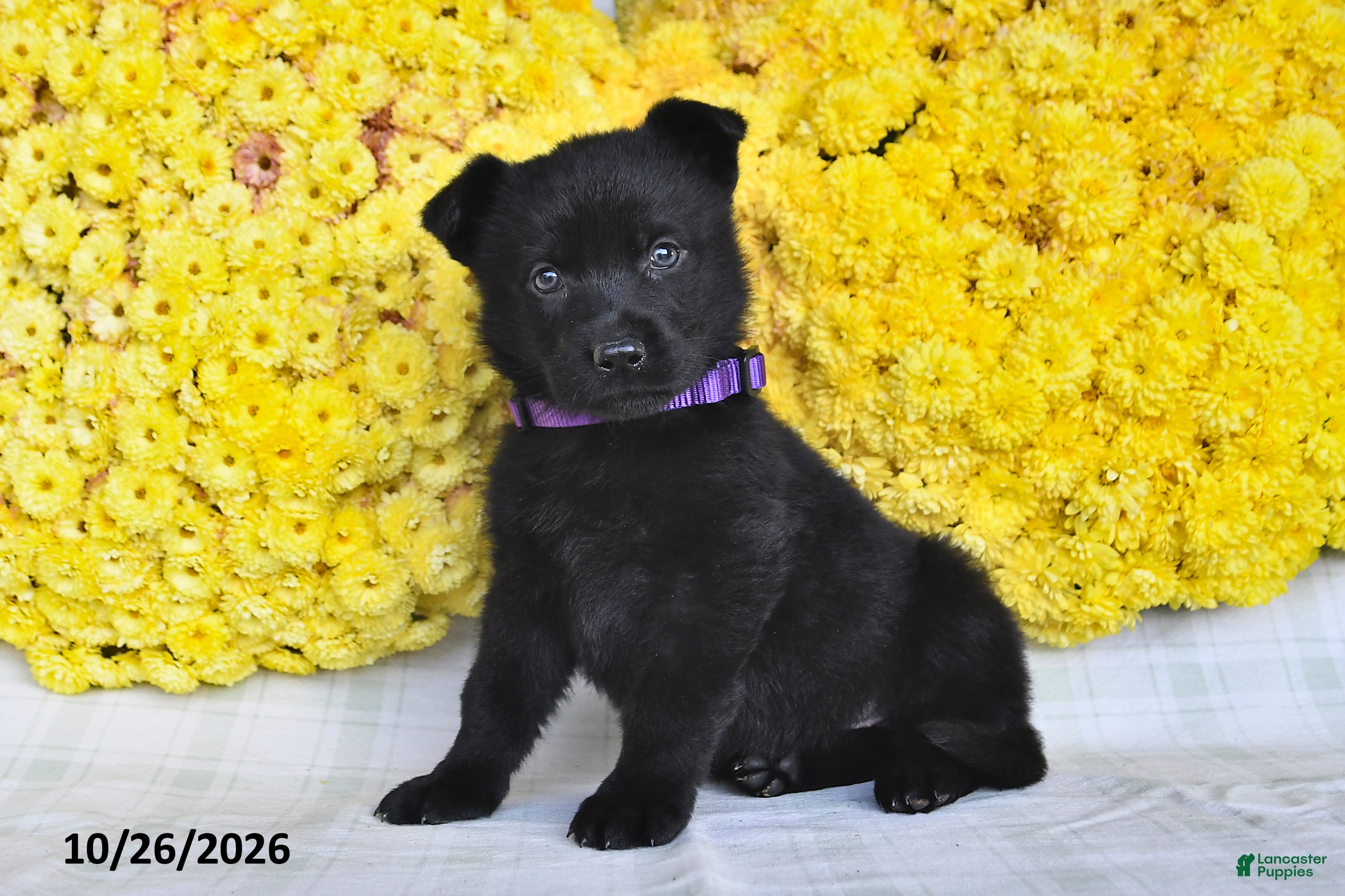 German Shepherd dogs for sale: Oakley - Ad 3