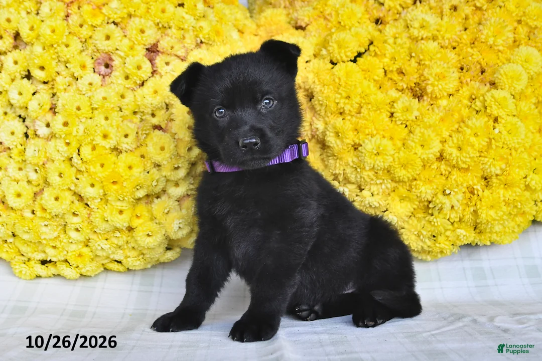German Shepherd dogs for sale: Oakley - Ad 1