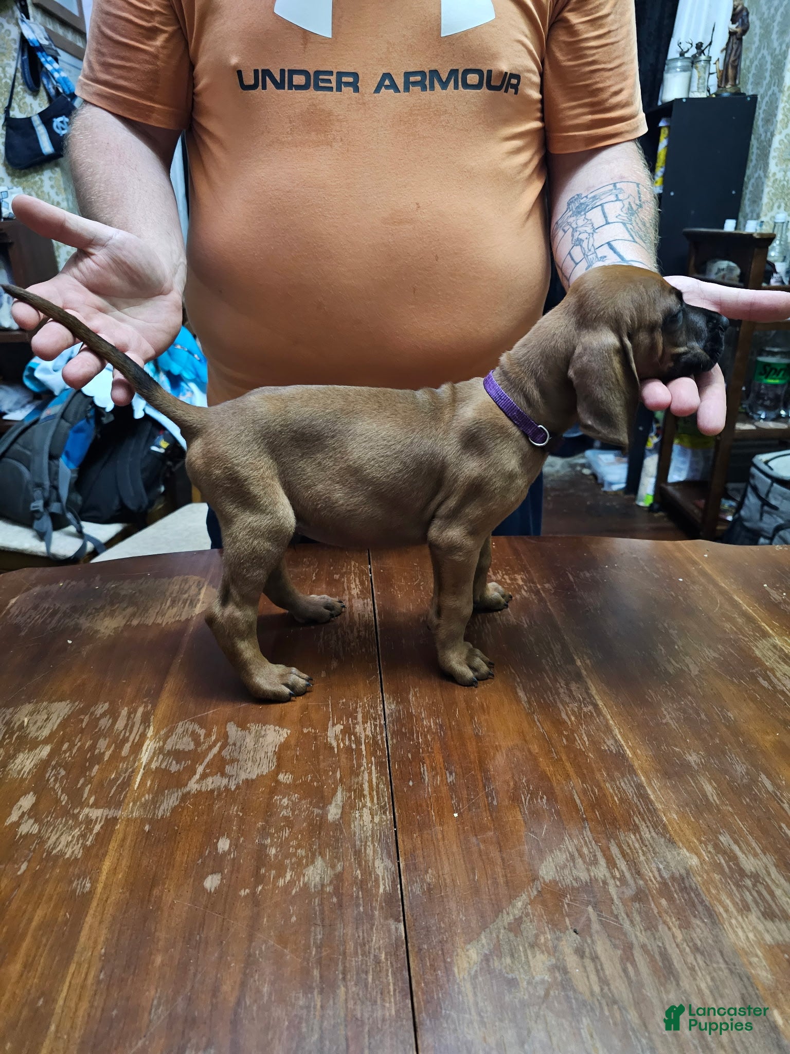 Redbone Coonhound dogs Redbone Coonhound 4(purple) - Ad 10