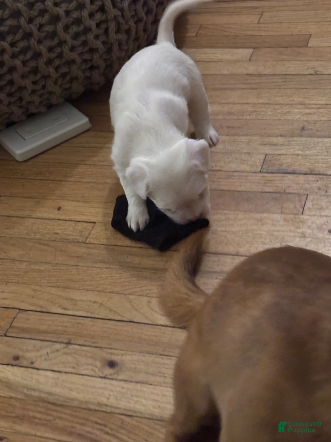 Mixed Breed dogs for sale: Patty - Ad 2