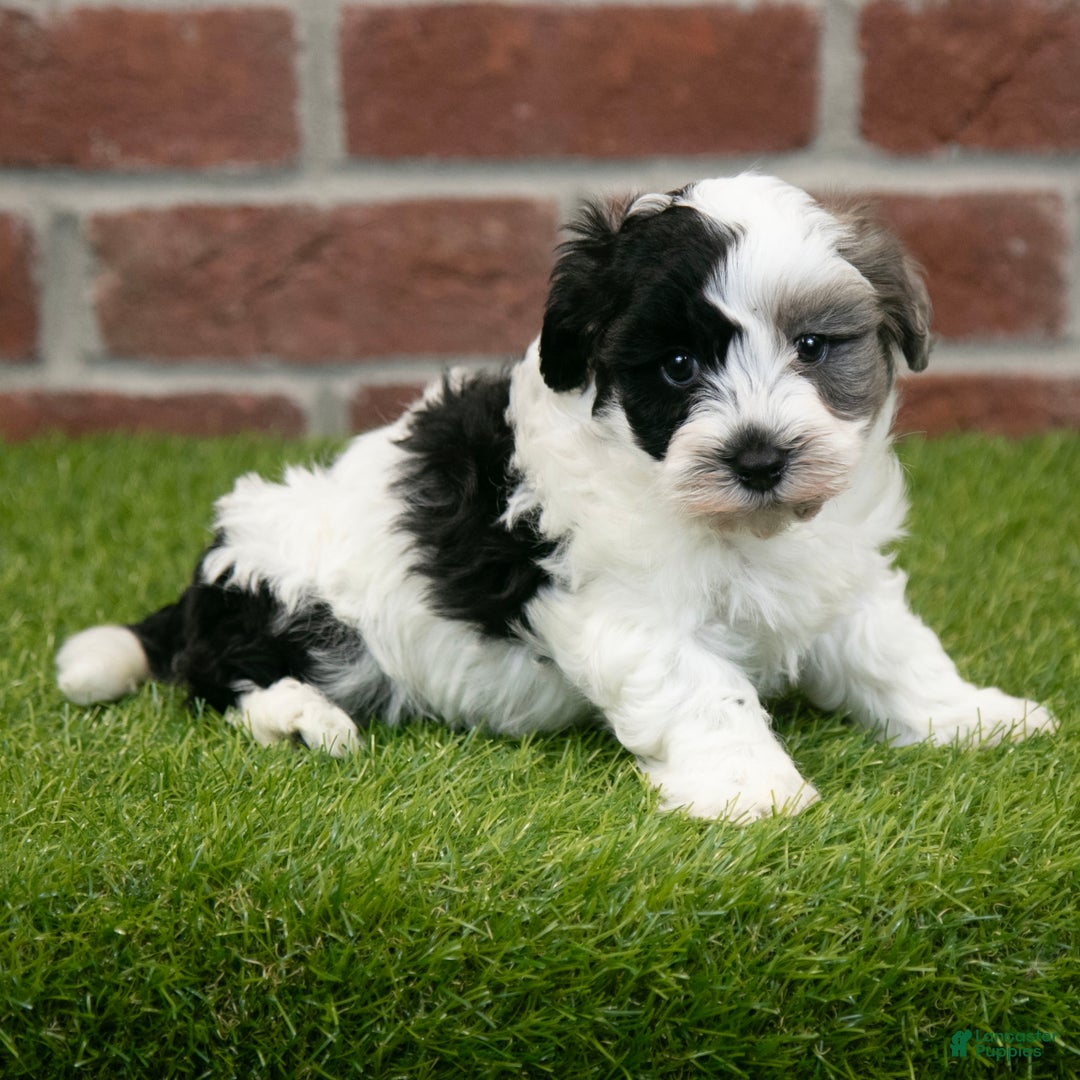 Havapoo dogs for sale: Bear - Ad 1